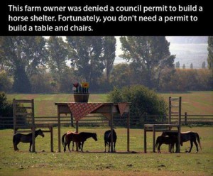 This-farm-owner-was-denied-a-coucil-permit-to-build-a-horse-shelter
