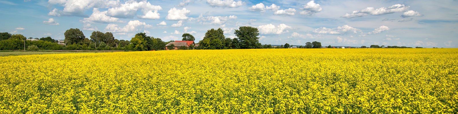 canola-field — Farms for Sale Saskatchewan - Ranch, Farm Land for Sale