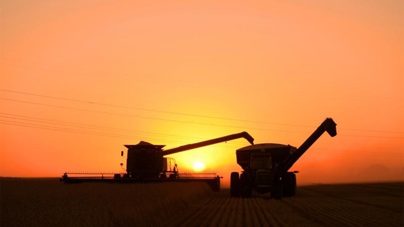 Saskatchewan Crop Report August 15 - 21, 2023