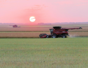 Saskatchewan Crop Report for September 12-18, 2023